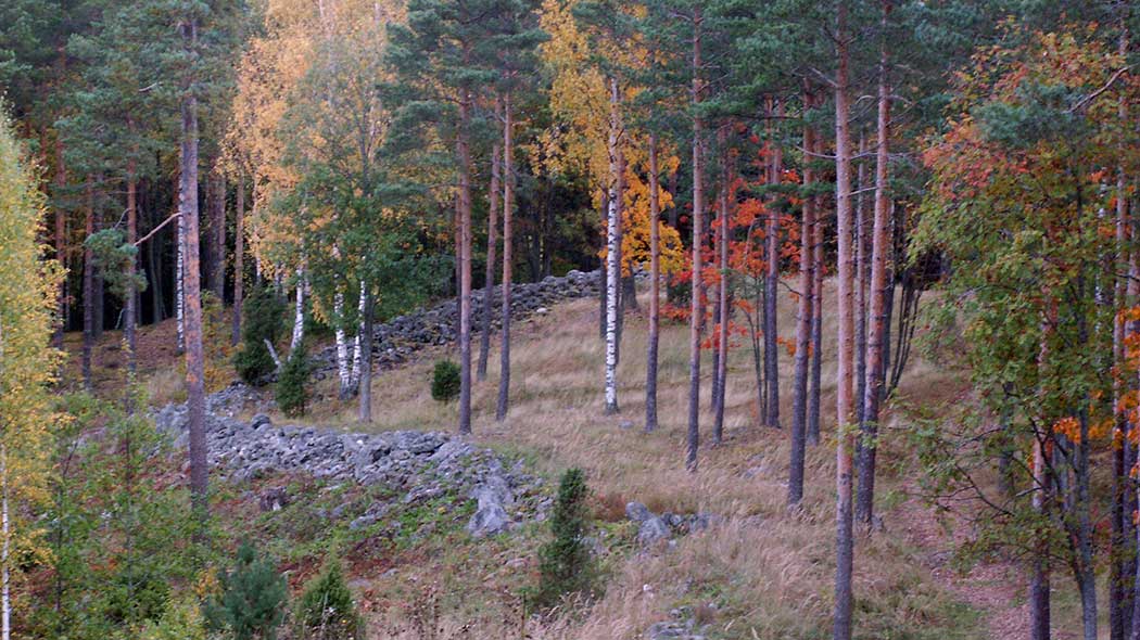 Gräs på en åssluttning, det finns stenvallar i sluttningen. Stora tallar och björkar i höstfärger växer i området.