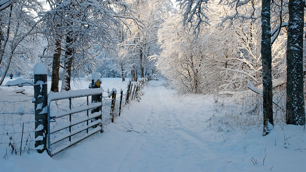 Luminen maisema, jossa polku kulkee aidan ja puiden reunustaman rantaniityn laidalla.
