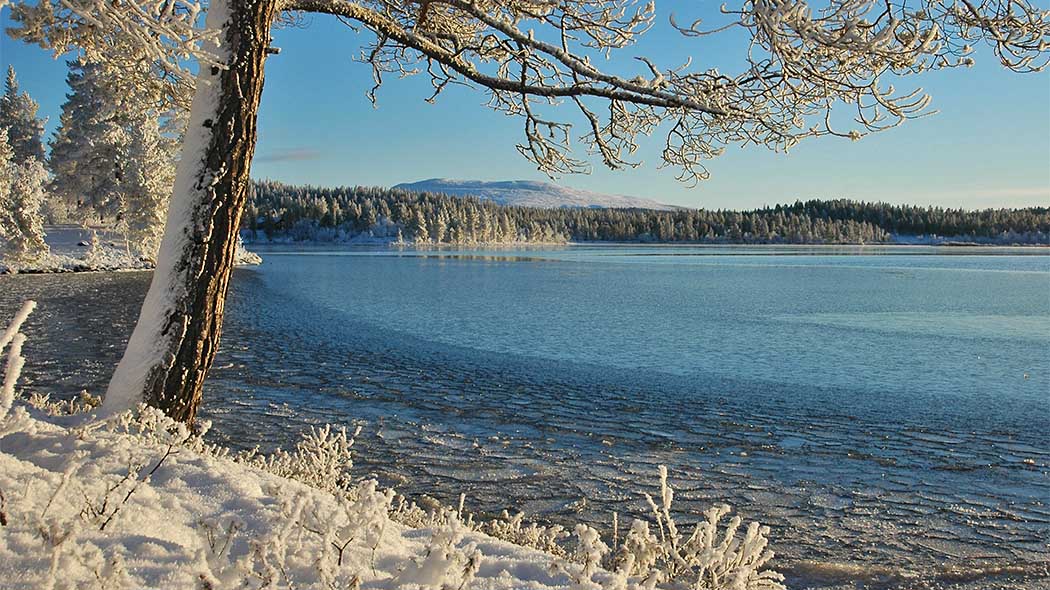 Sjön fryser. Ett frostigt träd på stranden. En snöig fjäll i bakgrunden.
