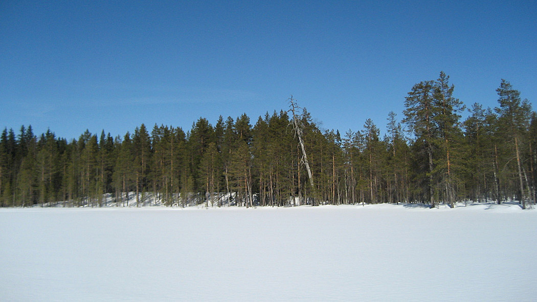 Sjö och skoglandskap på vintern, sjö täckt med snö, barrskog i bakgrunden.