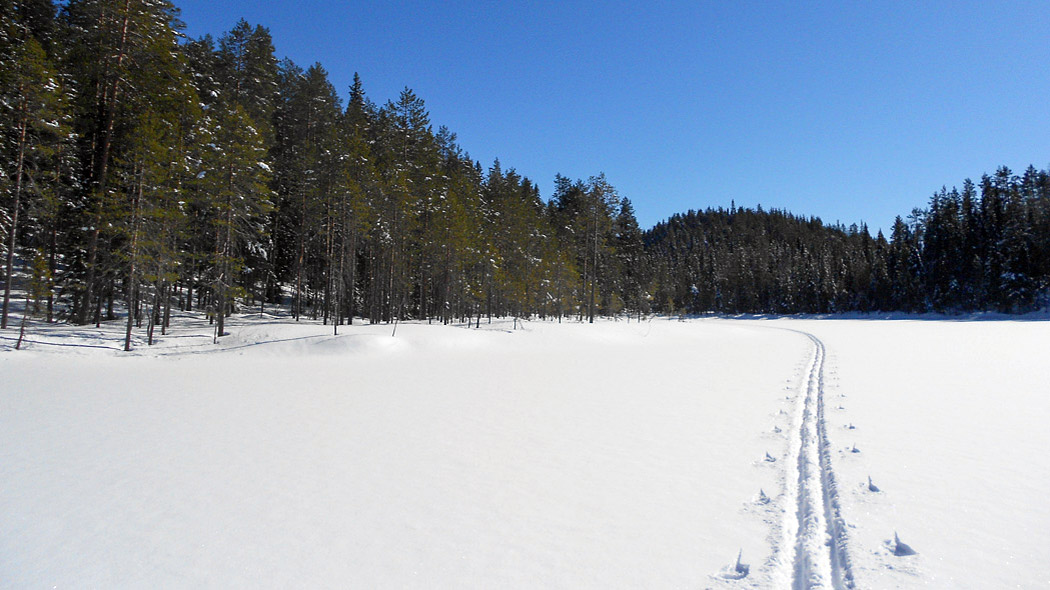Skidspår på snö på sjön, stränder omgiven av barrskogar.