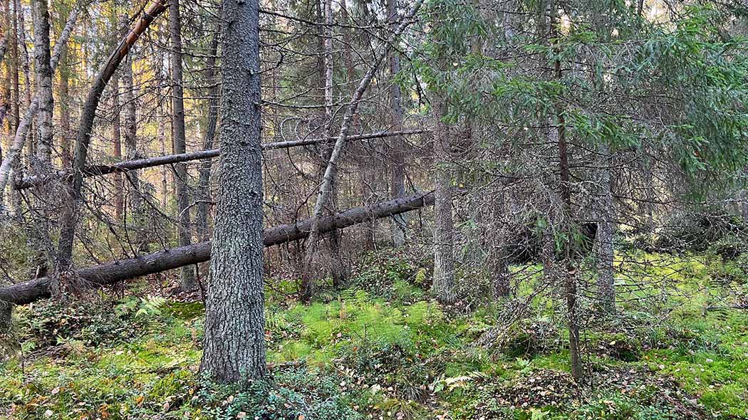 Kuusimetsämaisemaa Öjenistä, taustalla kaksi kaatunutta puuta.