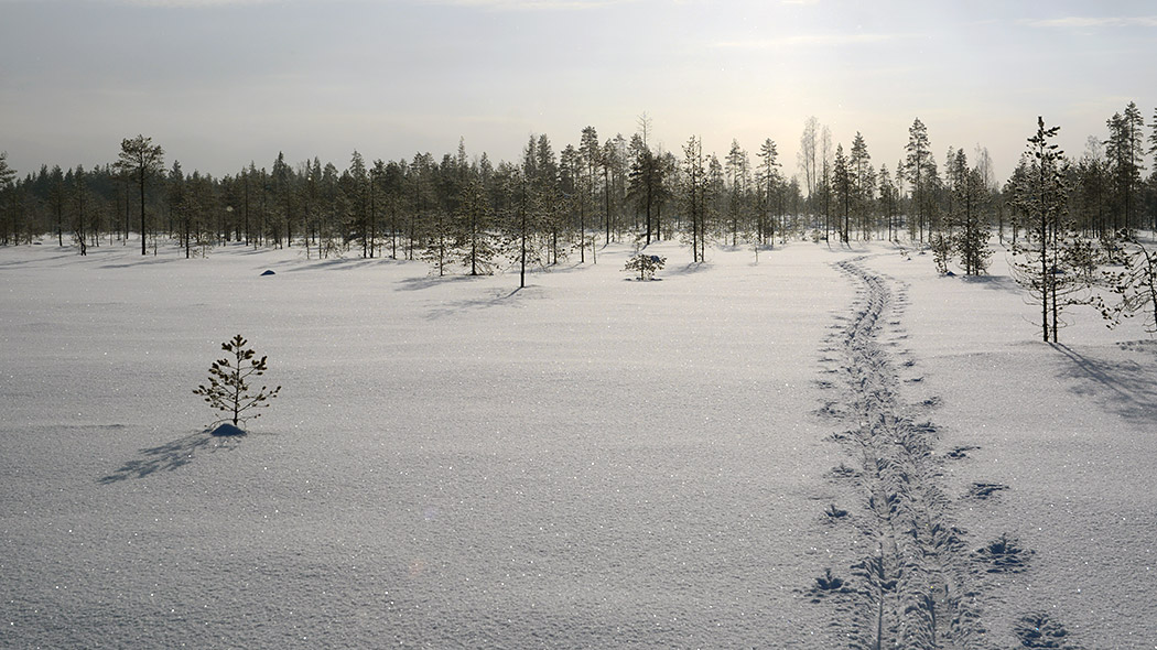 Kuvassa hanki jossa menee hiihtäjän jäljet. Taustalla luminen metsä.