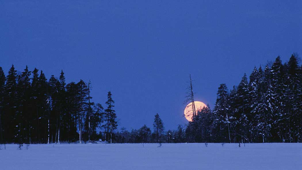 Talvinen ilta. Kuu nousee metsän takaa.