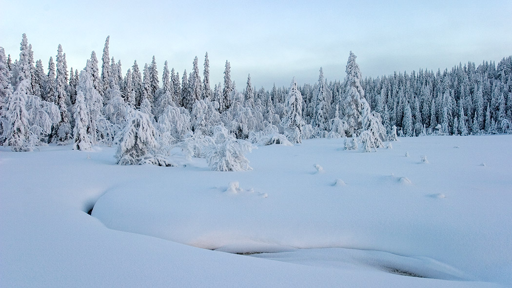 Myr täckt av snö, bäck under snön. I bakgrunden snöiga granskogar.