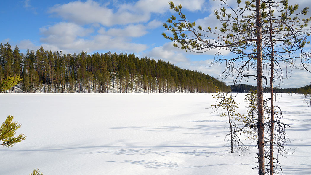 Jään ja lumen peittämän järven rannalla muutamia pieniä suomäntyjä, taustalla havumetsää kasvava luminen harju. Taivaalla joitakin valkoisia pilviä.