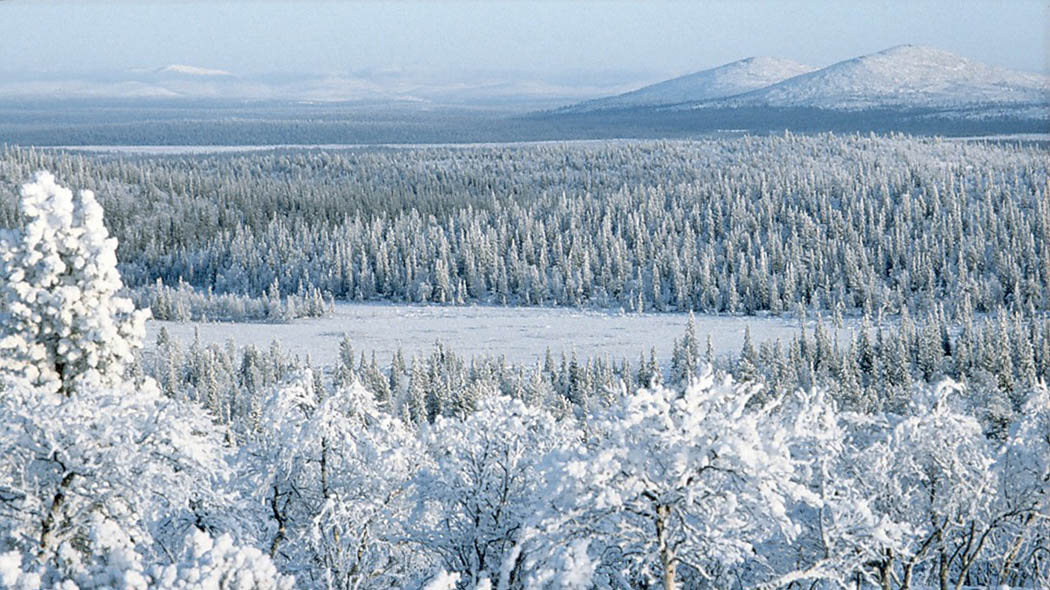 Sinisävyinen kuva lumisesta metsästä korkealta katsottuna, taustalla siintää kaksi terävää tunturin huippua.
