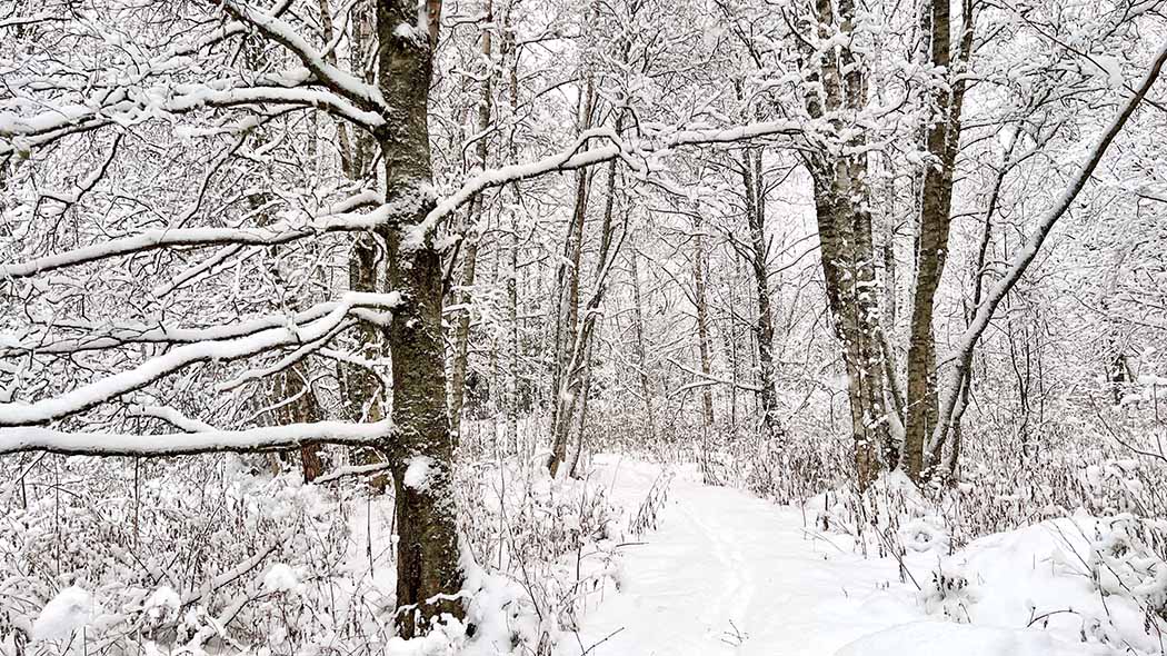 En snöig skog med en stig i mitten.