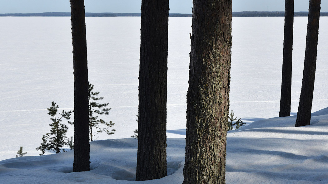 Talvinen maisema aavalle lumipeitteiselle järvelle. Etualalla rantamäntyjen runkoja. Vastaranta näkyy kaukana viivantapaisena.