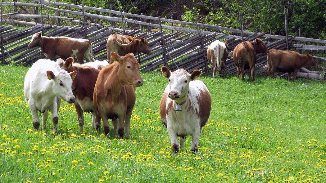 Lehmiä niityllä, jota reunustaa perinteinen pisteaita.