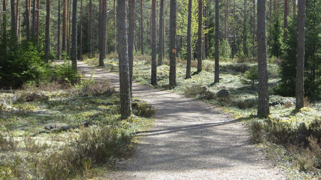 Kuvan keskellä kaartuu lähes kaksi metriä leveää reitti, jonka molemmin puolin on valoisaa metsää.